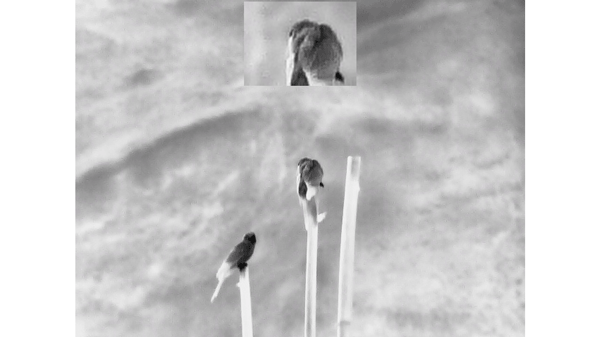 dual spectrum binocular handheld infrared telescope—tn430